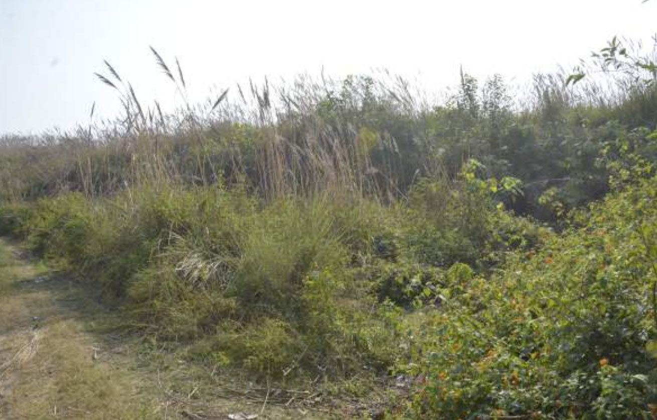 Ancient Mound of Sugh, Amadalpur, Yamunanagar